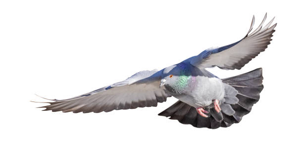 istock isolated on white rock dove flight 1316561531