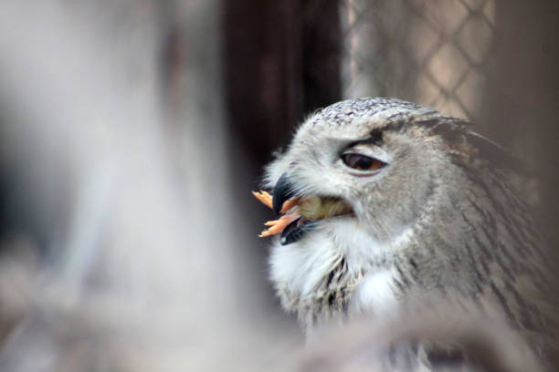 close up portrait of eagle owl eating a chicken