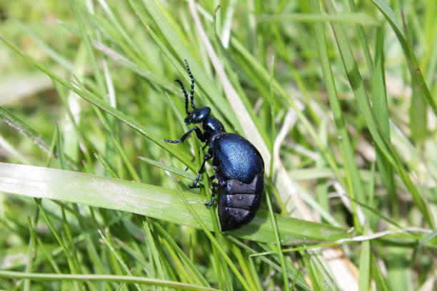 istock Violet oil beetle Meloe violaceus 1316564966