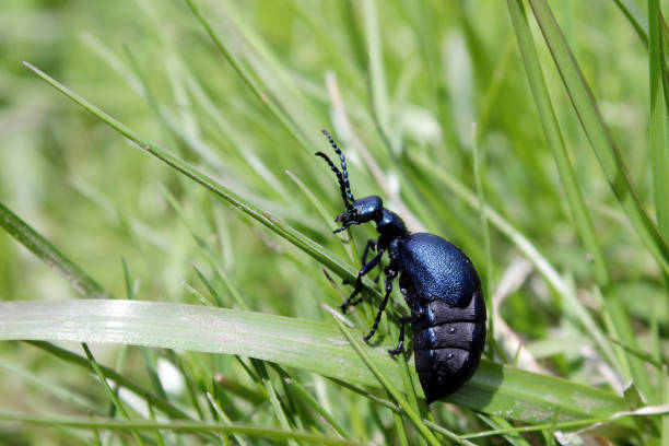 istock Violet oil beetle Meloe violaceus 1316565011