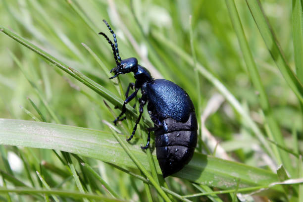 istock Violet oil beetle Meloe violaceus 1316565018
