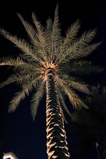 istock Dubai Creek Harbour , Nightscape, United Arab Emirates 1316565202