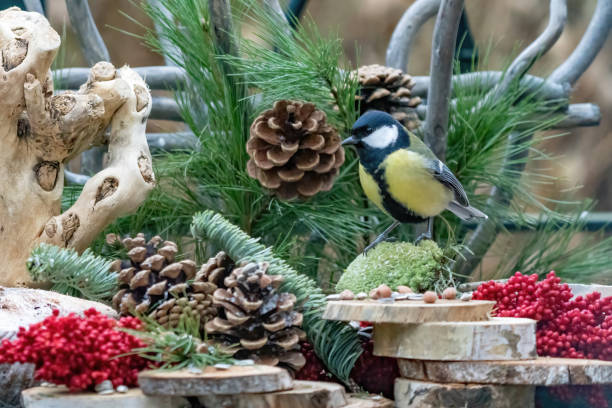 istock Great tit or tit stands on moss, seen from the side. On a natural background, with pine cones, red berries, branches and wooden trunks 1316567893