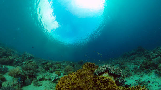 istock Coral reef and tropical fish. Philippines 1316569030