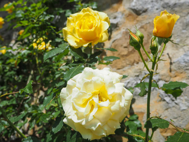 istock Close up of yellow roses 1316569059