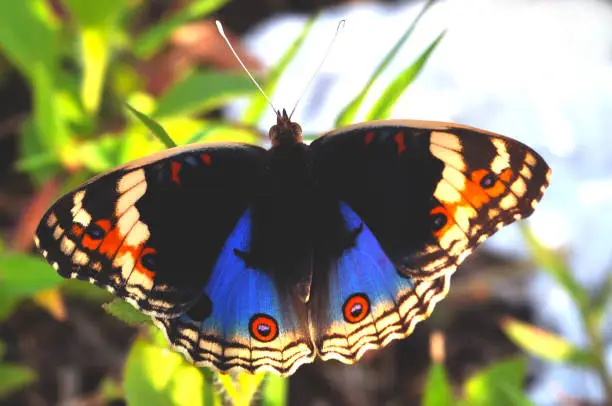 Photo of butterfly on a leaf