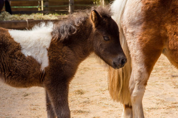 istock very young foal close up 1316569786