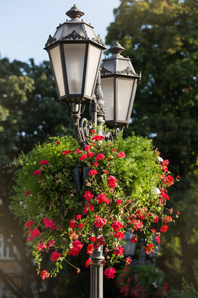 istock flower pots with red geranium flowers hanging on a lighting pole with retro lanterns 1316570155