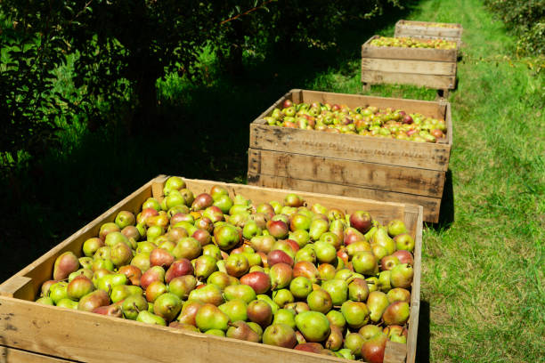 istock Wooden crates with harvested pears 1316571022