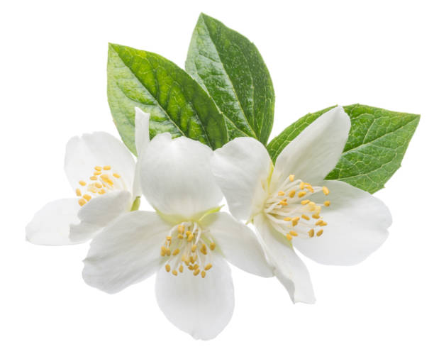 istock Blooming jasmine flower branch with jasmine leaves isolated on white background. 1316571406