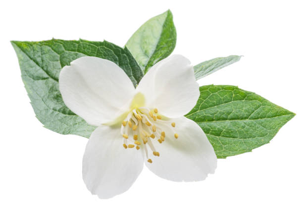 istock Blooming jasmine flower with jasmine leaves isolated on white background. 1316571531