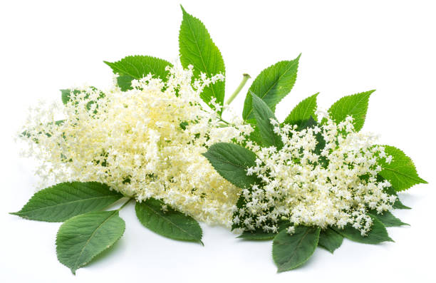 istock Elderberry inflorescence on white background. 1316571548
