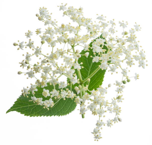 istock Elderberry inflorescence on white background. 1316571632