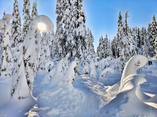 sentier dans la neige - mt seymour provincial park photos et images de collection