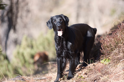 Playful flatcoated retriever dog in nature.