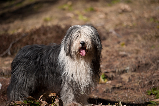 Purebred dog, bearded collie with long hair in standing position, showing his tongue.