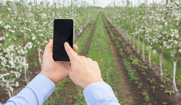 istock Modern technology, app in agricultural, growing activity at spring blooming 1316572609