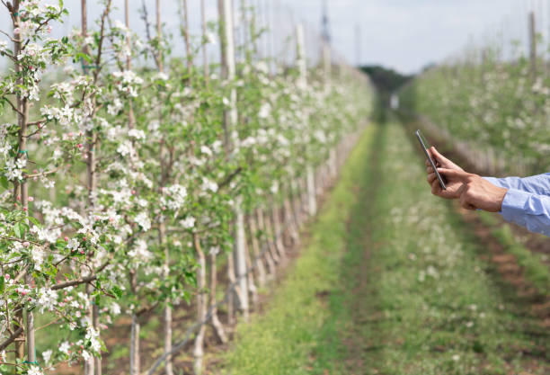istock Farming, fruit orchard and blooming control, small business and smart technology 1316572701