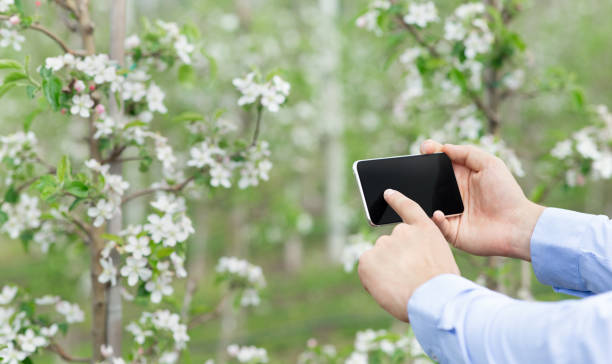 istock Work in modern garden at spring and growing fruit trees at eco organic farm 1316572718