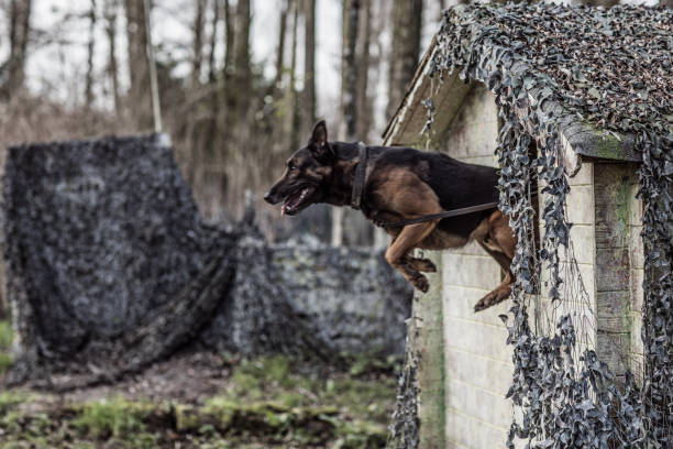 colpo d'azione del cane di razza pura pedigree in un luogo militare - rescue training” foto e immagini stock