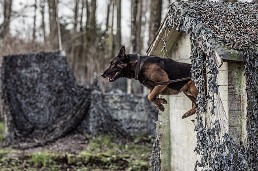 Portrait of pedigree pure breed dog in a military location