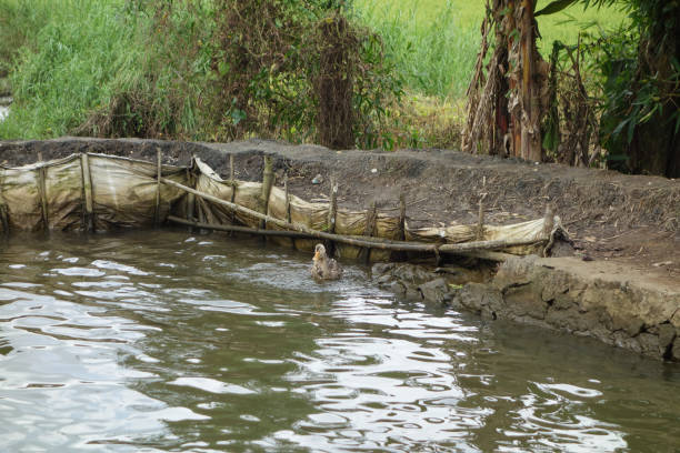 istock Backwaters network of brackish lagoons in Kerala 1316575140