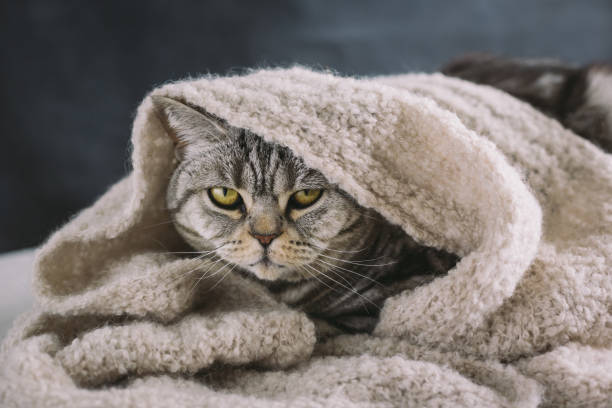 istock Funny cat (Scottish Straight breed), laying in a warm knitted scarf. 1316575432