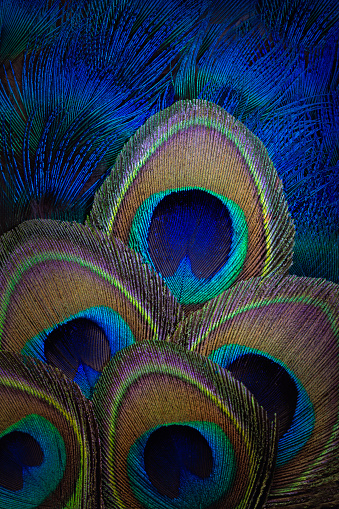 Abstract background with peacock feathers. Close up.