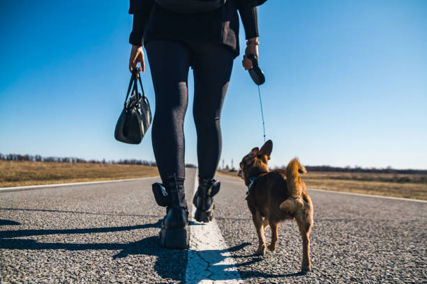 istock Man walking with dog on the road 1316576451