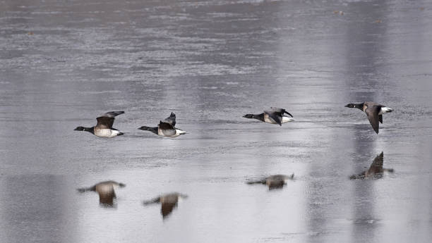Pale-bellied brant (Branta bernicla hrota) flying low over mudflats