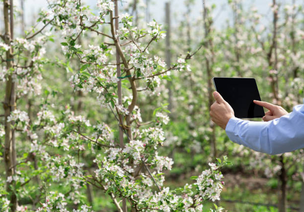 istock Eco crops, blooming orchard and growth control on farm 1316579335