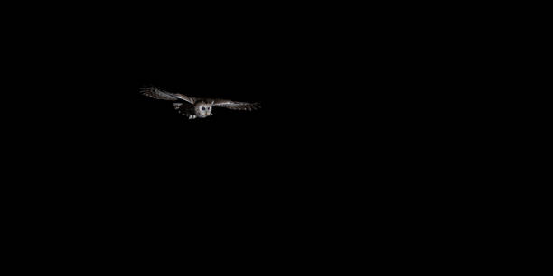 istock Night Tawny owl in the forest (nature reserve Brdy) 1316579551