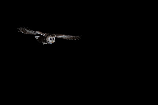 Short-eared Owl (Asio flammeus) - nocturnal bird