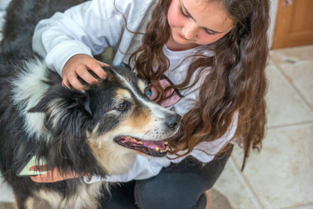 istock Thirteen year old girl with pet border collie 1316580657