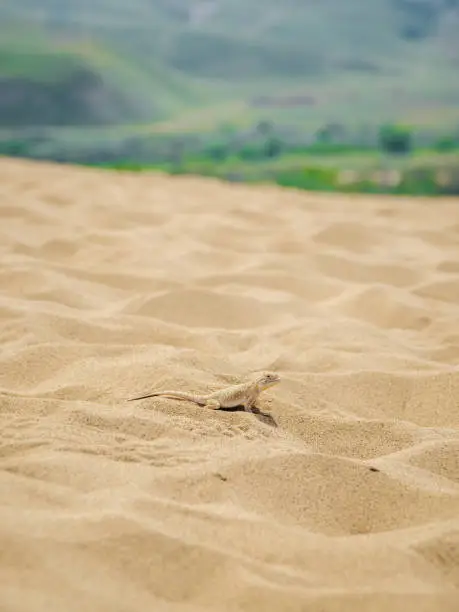 Photo of Calm desert roundhead lizard on the sand in its natural environment. Vertical view.