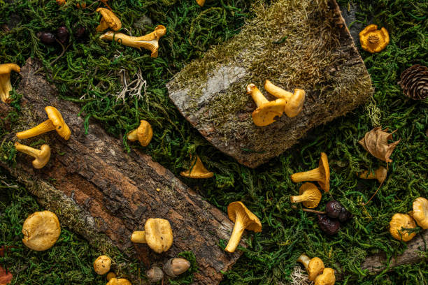 istock Raw chanterelles mushroom on wood 1316580936