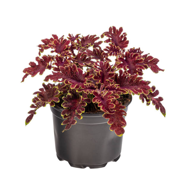 istock Curly coleus in dark purple colour with green border 1316581023