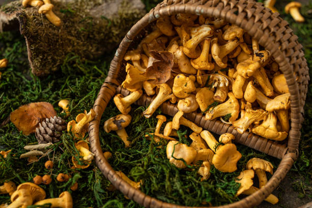 cesta cheia de chanterelles. cogumelos chanterelle frescos - chanterelle edible mushroom gourmet uncultivated - fotografias e filmes do acervo