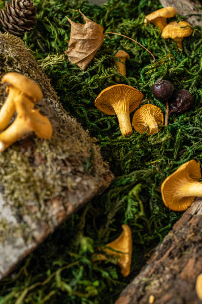 istock Raw chanterelles mushroom on wood 1316581431