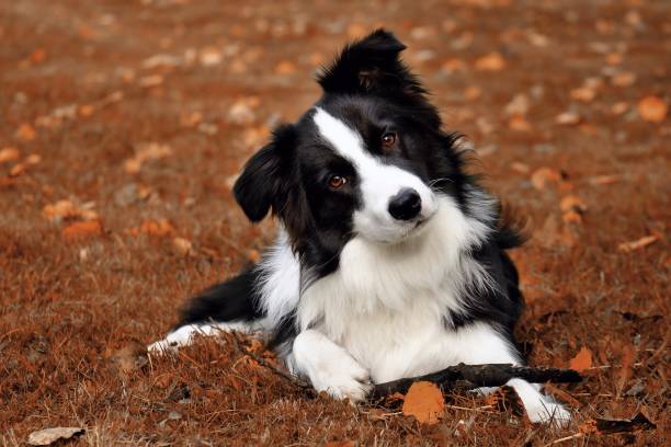 bellissimo cane ritratto razza border collie sul terreno marrone con il suo bastone. - sheepdog foto e immagini stock