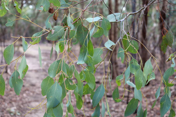 istock eucalypt leaves in the forest 1316584885