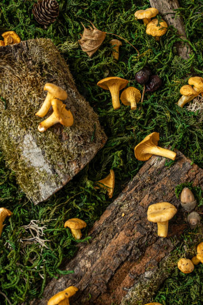 istock Raw chanterelles mushroom on wood 1316585418