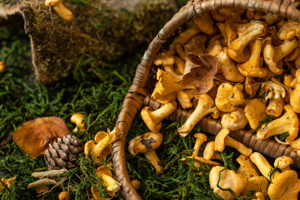 cesto pieno di finferli. funghi chanterelle freschi - chanterelle foto e immagini stock