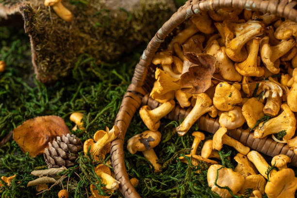 корзина полна лисички. свежие грибы лисички - chanterelle edible mushroom gourmet uncultivated стоковые фото и изображения