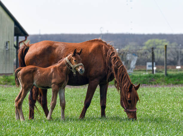 istock Gidran horses on the medow 1316585586