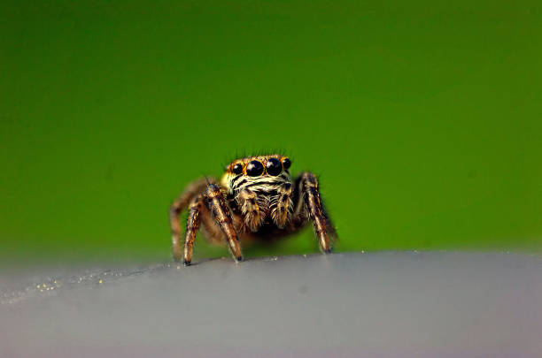 istock Close- up of a spider 1316585592