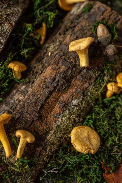 istock Raw chanterelles mushroom on wood 1316585603