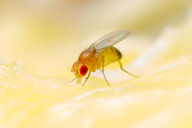 istock Tropical Fruit Fly Drosophila Diptera Parasite Insect Pest on Ripe Fruit Vegetable Macro 1316585695