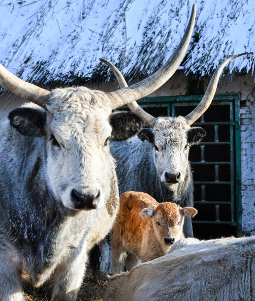 istock Group of cows at the barn 1316588493