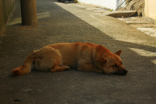 Cute puppy taking a nap on the street\n2015.05.13